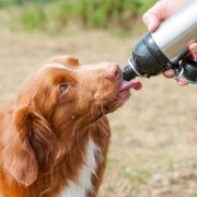 Long Paws Pet Water Bottle - Dog Drinking 5