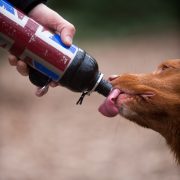 Long Paws Pet Water Bottle - Dog Drinking 6