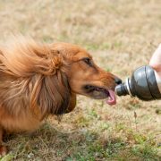 Long Paws Pet Water Bottle - Dog Drinking 7