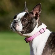 Long Paws Comfort Collection - Collar 1