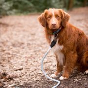 Long Paws Comfort Collection - Collar & Lead 3