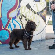 Long Paws Comfort Collection - Slip Leash & Harness (Spaniel) 8