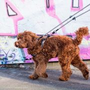 Long Paws Comfort Collection - Training Leash & Harness (Labradoodle) 10