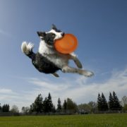 Australian shepherd dog catching flying disk mid-air, low angle view