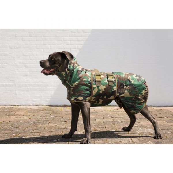 HX4SICCARO Grey Mastiff Spirit_Med